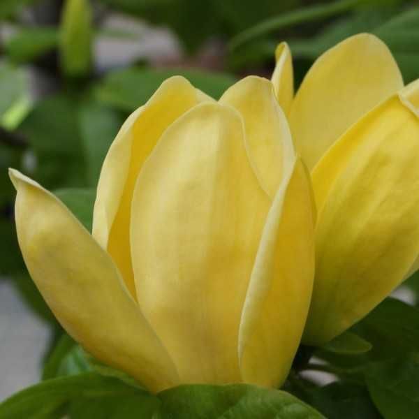 Magnolia Yellow River, żółte kwiaty, drzewko XXL, 180cm plus.