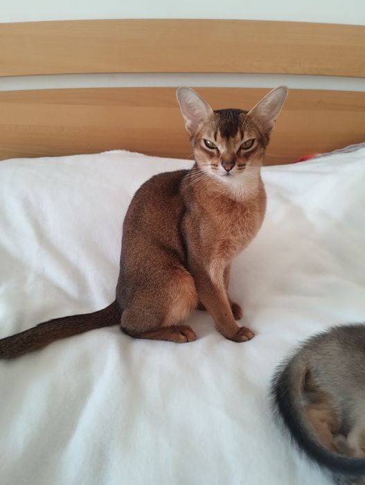 Абісинський хлопчик з документами