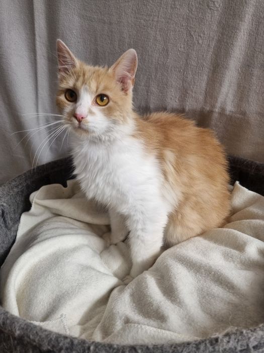 Cudny Kajtuś do adopcji