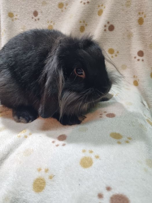 Królik miniaturowy baranek lewek  cena calkowita