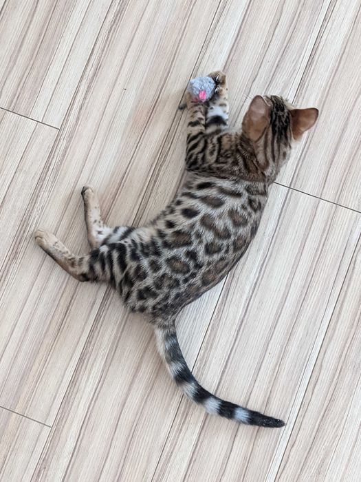 Бенгальска дівчинка