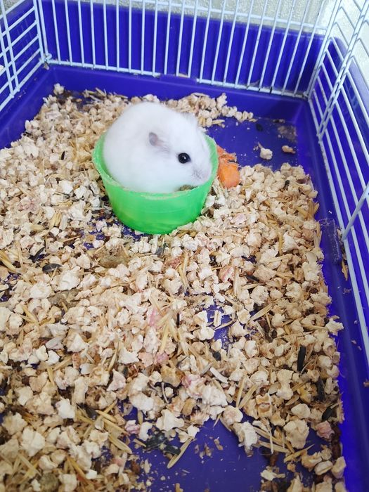 Джунгарские хомячки