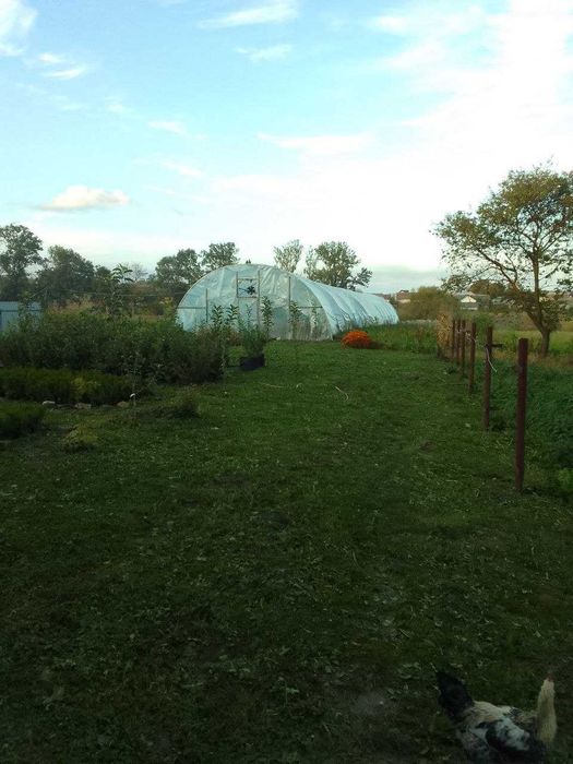 Продається домогосподарство у селі Вільшаниця (Івано-Франківська обл.)