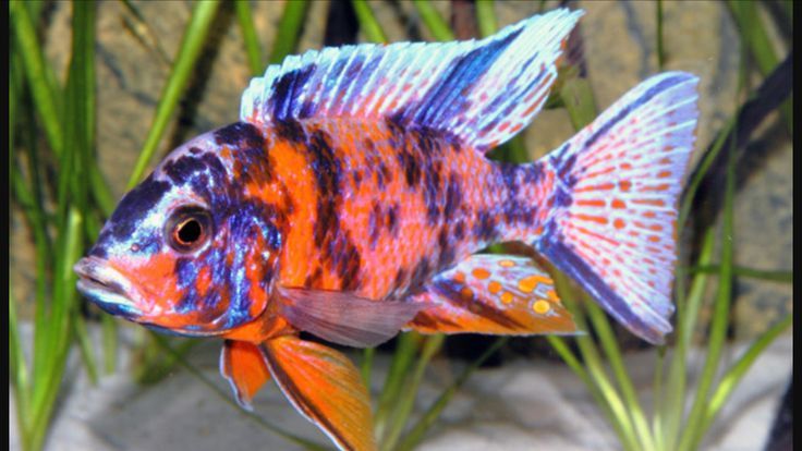 GB MALAWI Pyszczak Aulonocara Calico