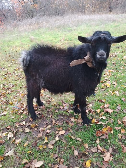 Продам козла месяцев.