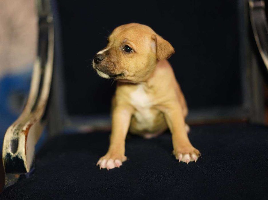 Staffordshire Bull Terrier staffik piesek rudy  podpalany