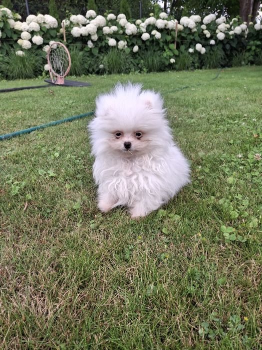 Szpic miniaturowy pomeranian