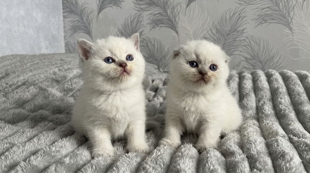 Шотландські кошенятка