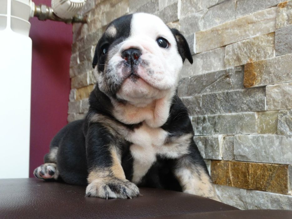 Buldog angielski suczka Black tri