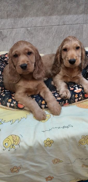 Cocker  spaniel  szczenię