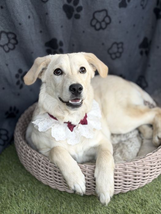 Лабродор дівчинка цуценя