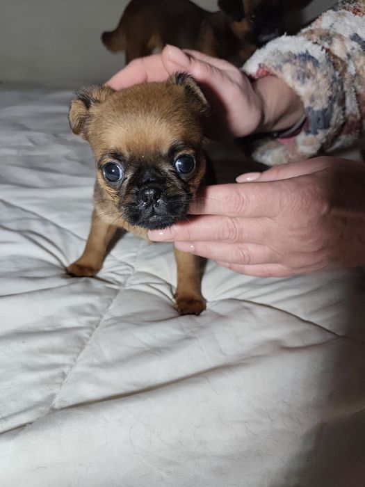 Продаются щенки брабансон  три суки и один кабель