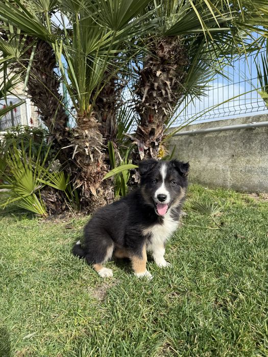 Border collie Preto e Branco Tricolor Fofo