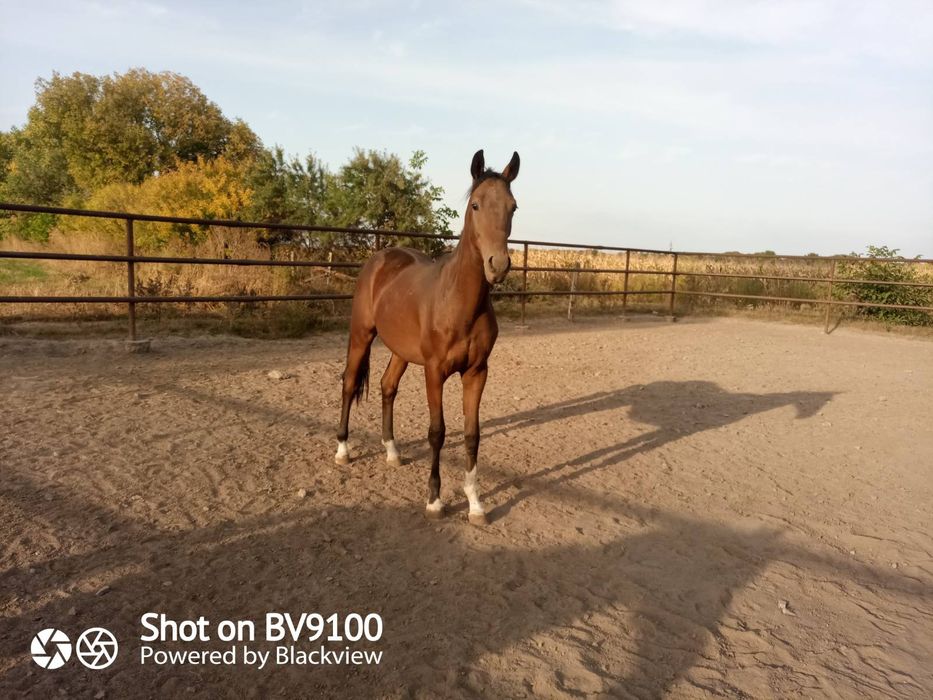 Продам лошадь, продаються жеребята