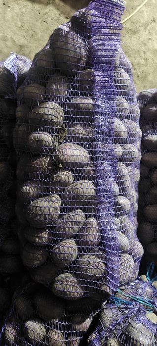 Картопля Сорая Балтік Роуз Мелоді