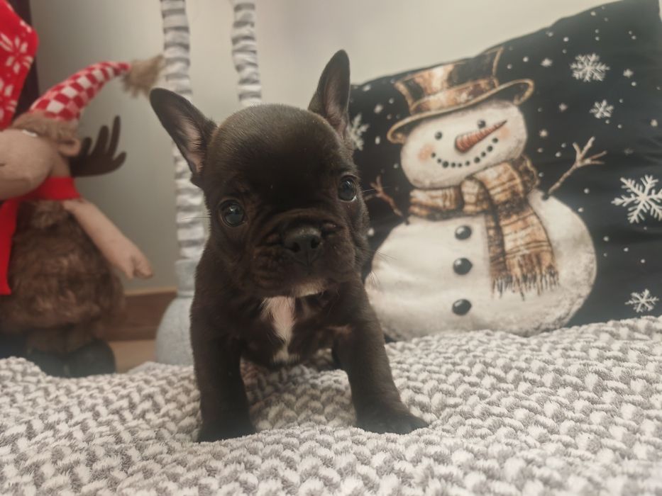 Buldog Francuski czarny