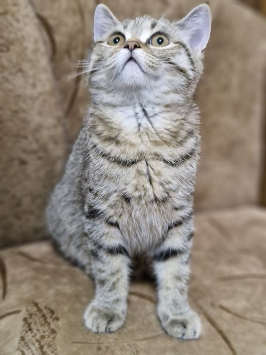 Шотландські котенята