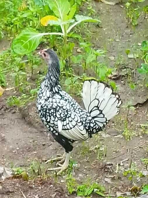 Fêmeas da raça sebright