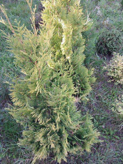 Świerk srebrny 30-50cm