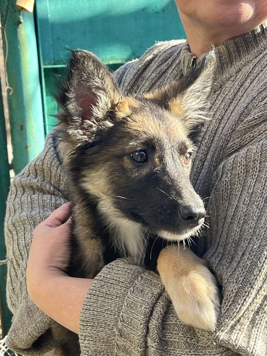 Щенок 3 месяца девочка