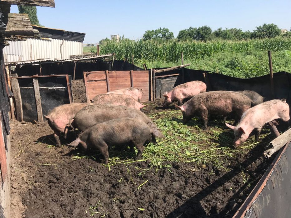 Продам свиней на м’ясо