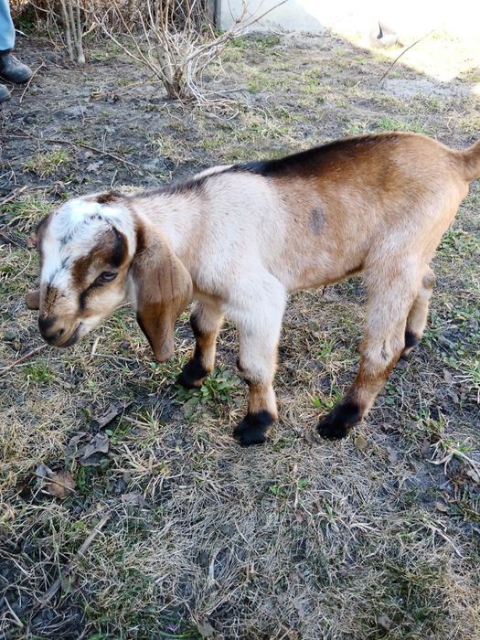 Козенята.козлики.Кози англонубійські
