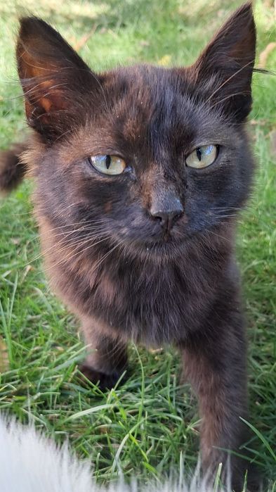 Віддам кошеня (біла кішка, чорний кіт, триколірна кішка)