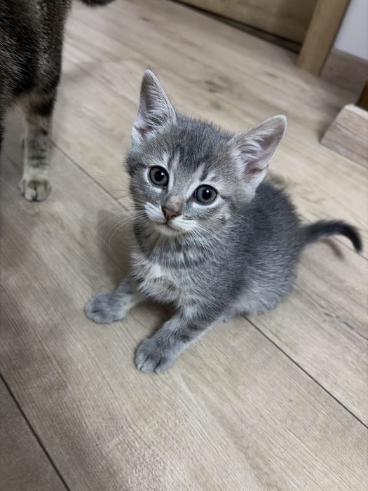 Котики, безкоштновно!!