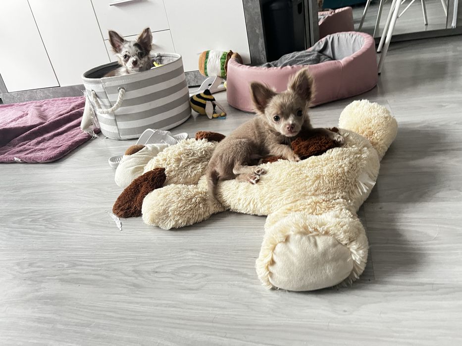 Chihuahua długowłosy