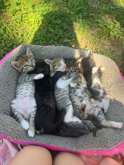 кошенята в добрі руки