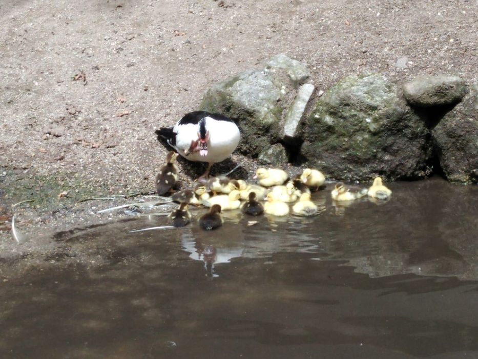 Vende-se Patos Mudos Caseiros