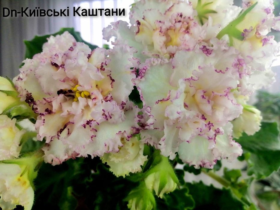 Фиалки сортовые детки