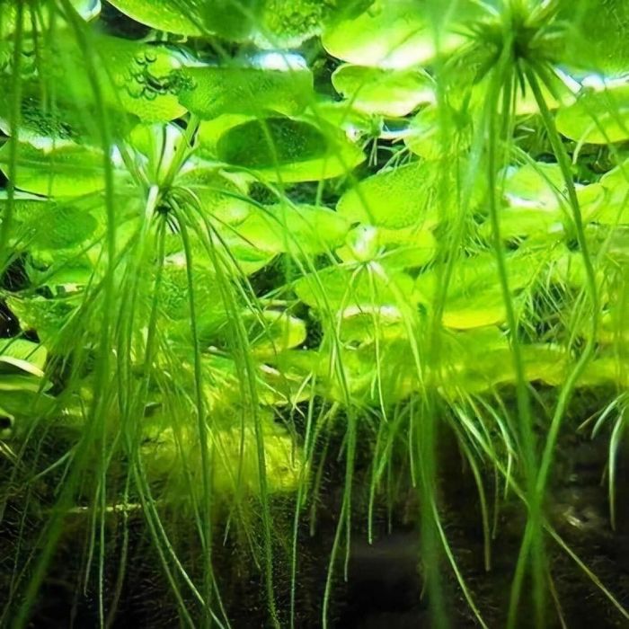 Frogbit (Limnobium laevigatum) – Planta Flutuante