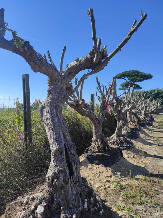 Oliveiras Centenárias