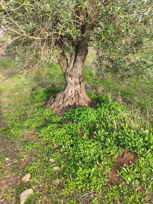 Oliveiras centenárias