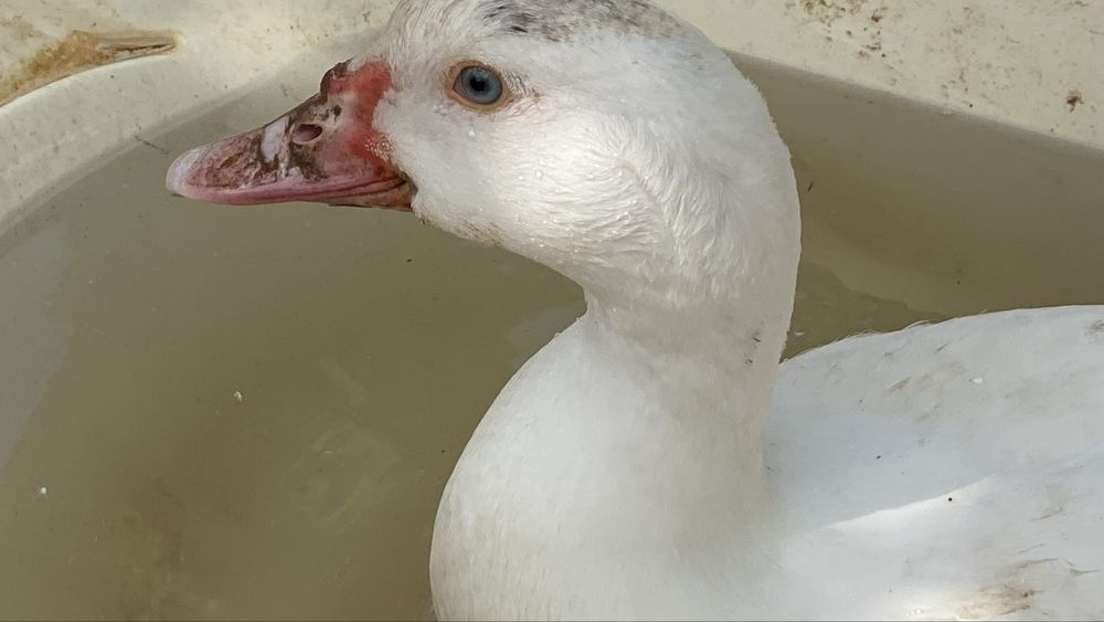 Patos-mudos (de olhos azuis!)