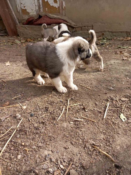 Щенки Алабая (месячные )