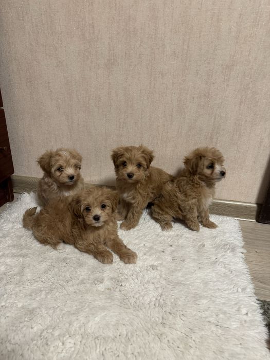 Мальтипу девочки и мальчик