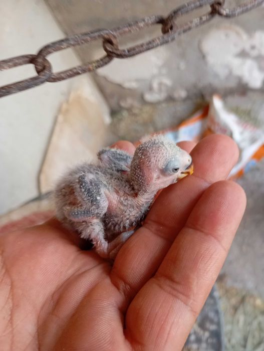 Vendo agapórnis bebé para cria a mão