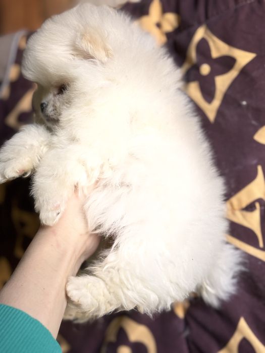 Маленький песик шпіца