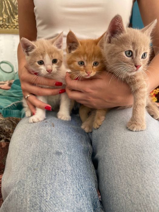 Віддам Котики 2 місяці