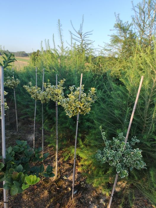 Tuja Szmaragd z gruntu