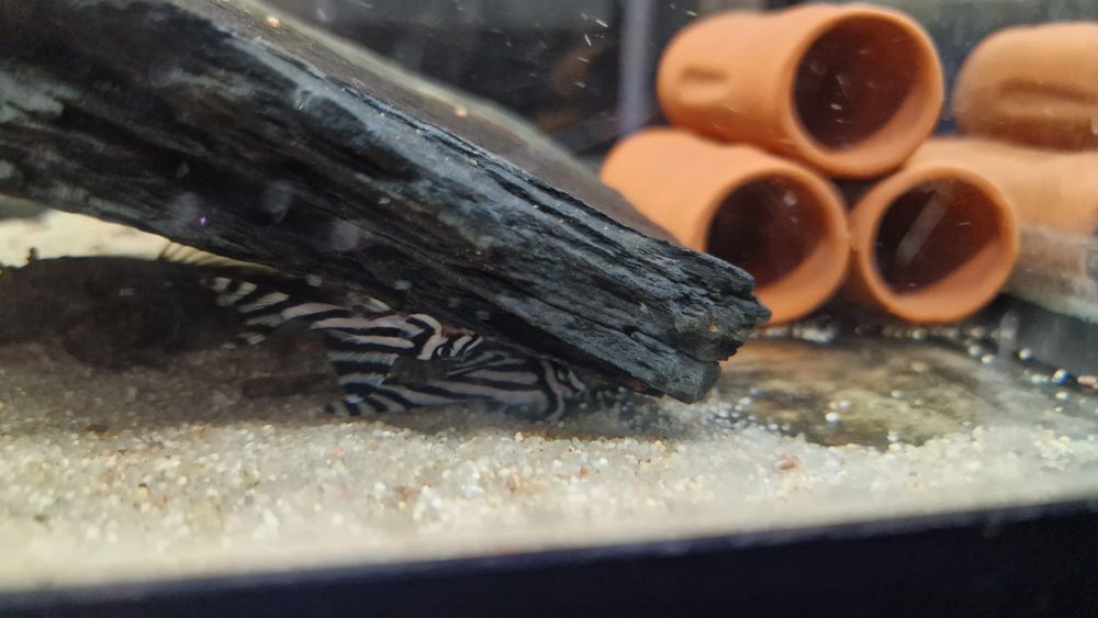 Hypancistrus Zebra L046