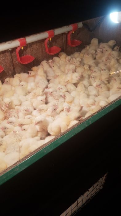 Бройлер суточный Венгрия