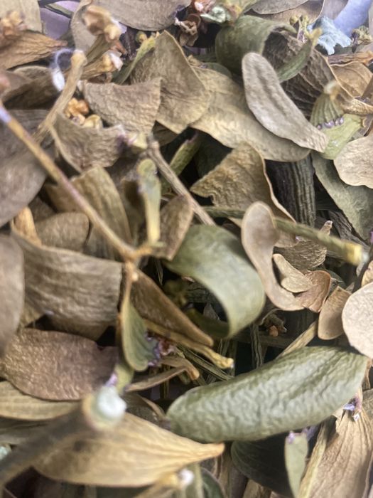 Tegoroczna jemioła z drzew owocowych