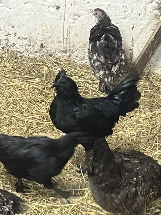 Kogut ayam cemani