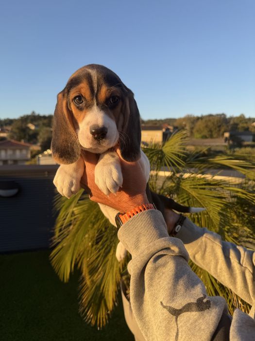 Beagle menina top Arnoso (Santa Maria E Santa Eulália) E Sezures • OLX.pt