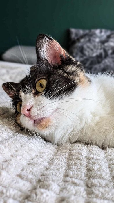 Wyjątkowa trójkolorowa koteczka szuka dobrego domu!