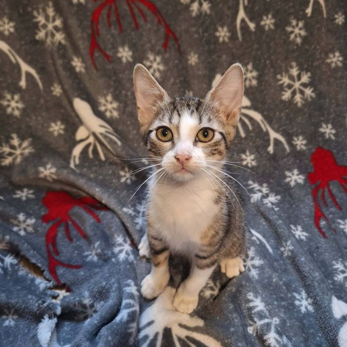 Aurelia kotka szuka domu adopcja