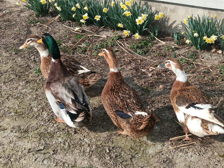 jajka lęgowe kaczek staropolskich